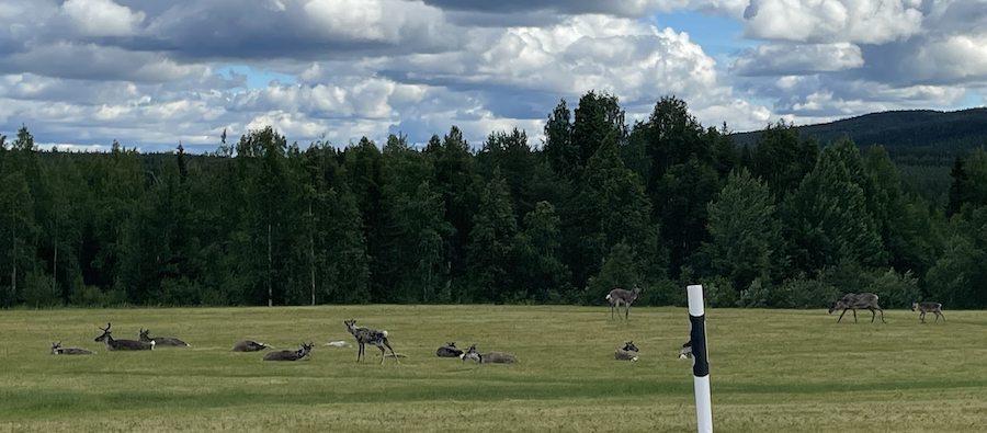 Reindeer